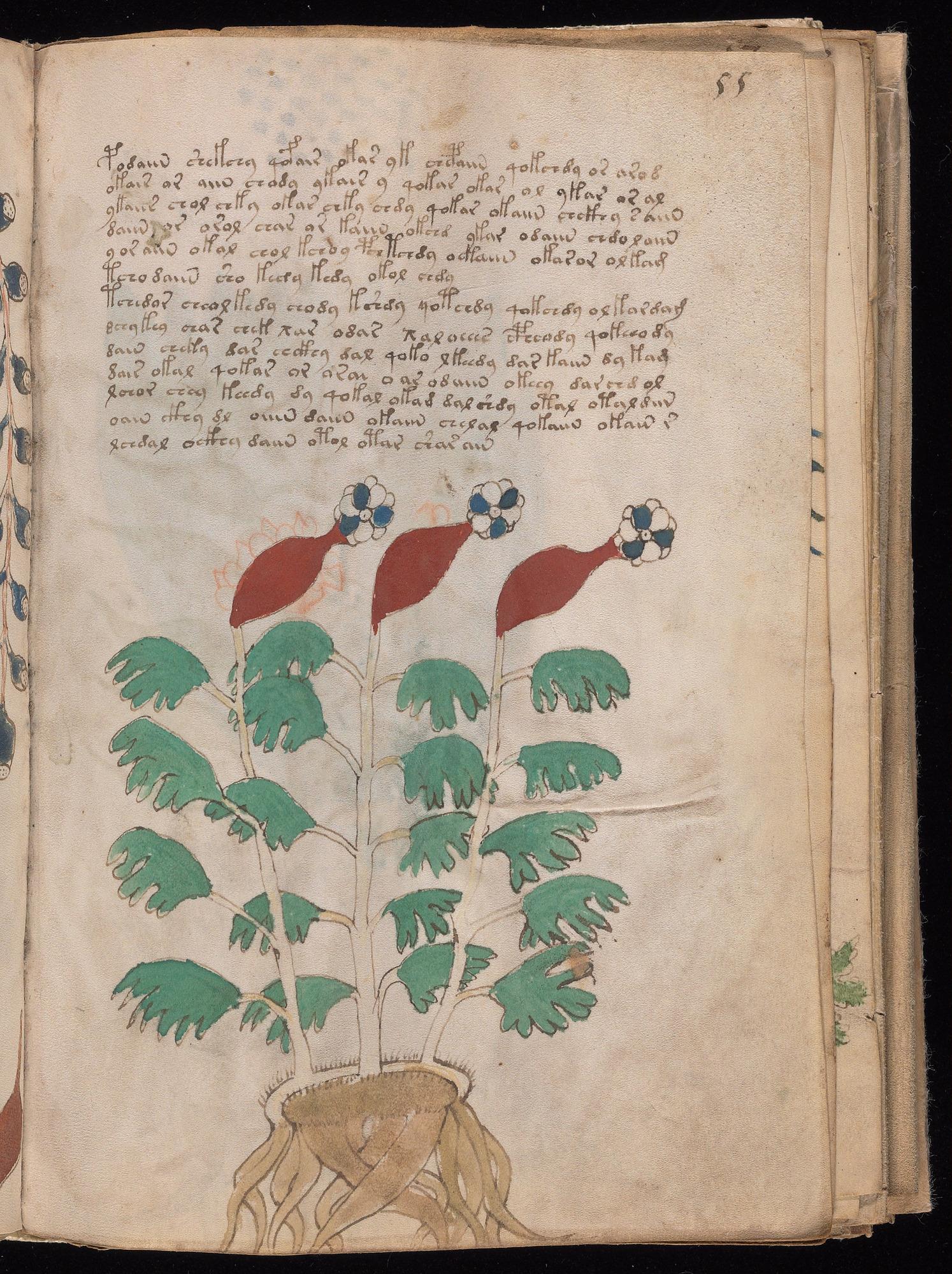 Voynich Manuscript folio f55r — Beinecke MS 408